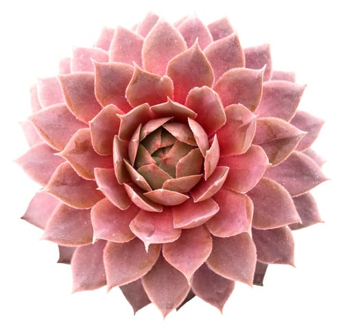 pinksucculent